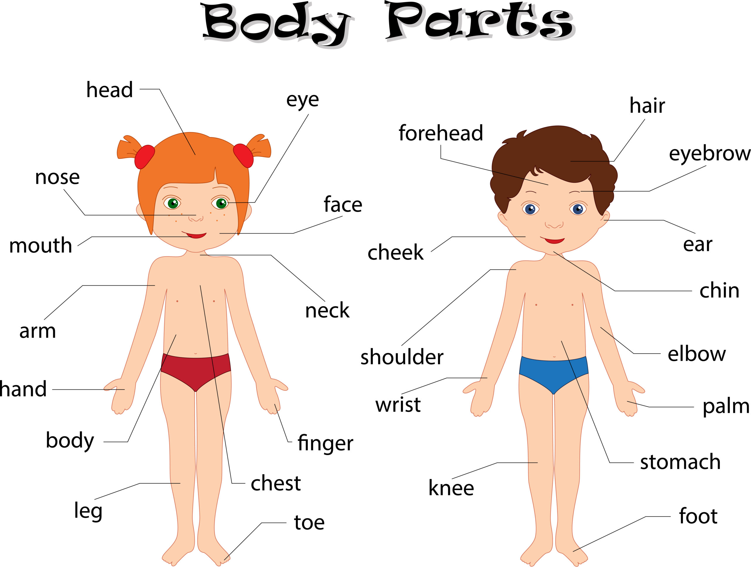 părțile corpului în engleză
