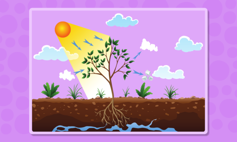 Cum explici copilului tău importanța fotosintezei